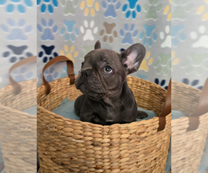 Bruno